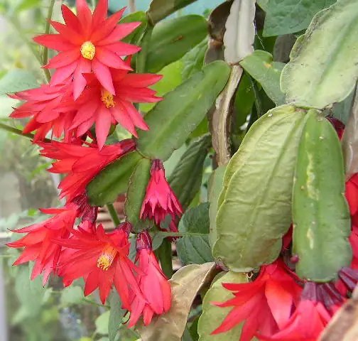Reference photo of Easter Cactus (Schlumbergera gaertneri)