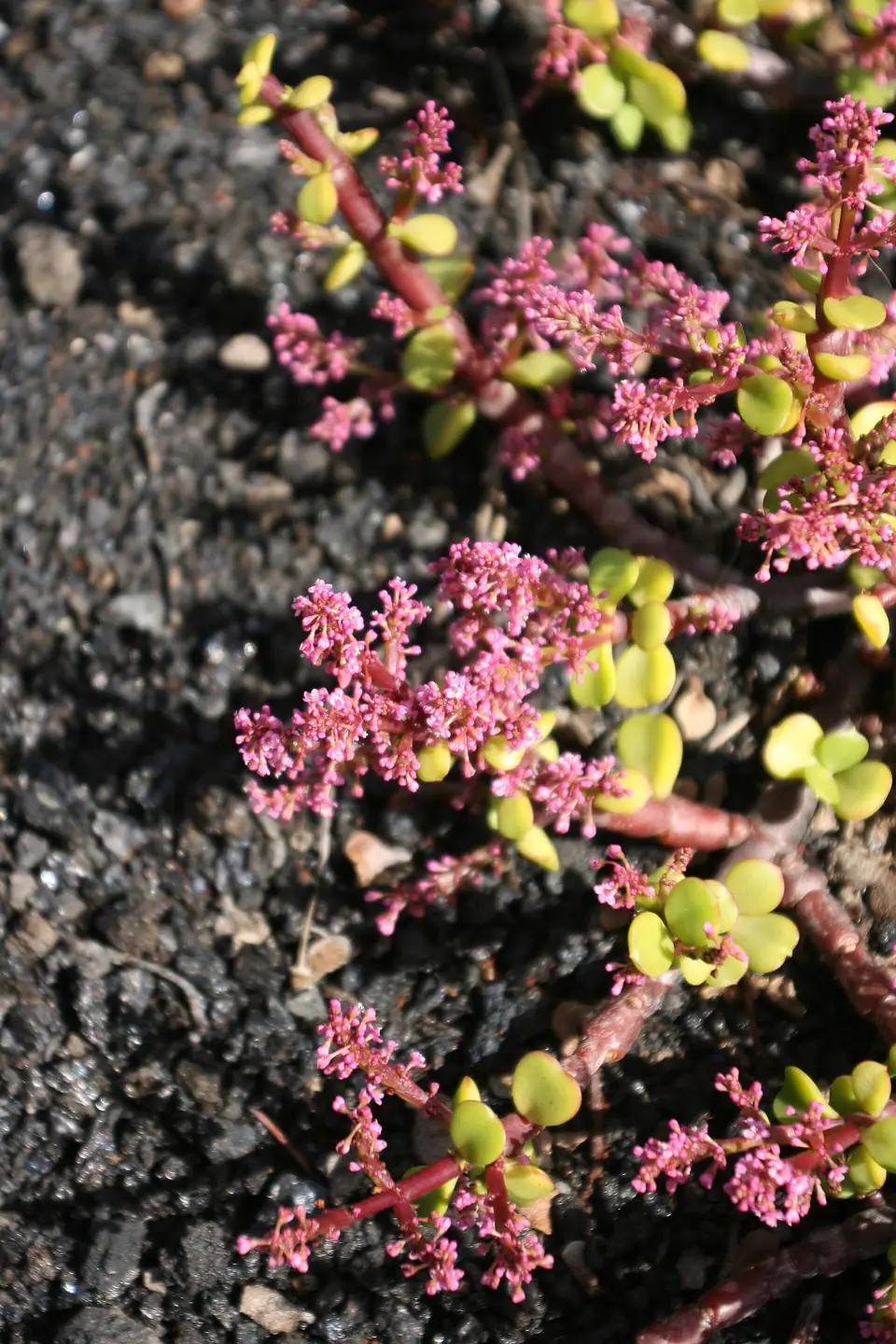 Reference photo of Elephant Bush (Portulacaria afra)