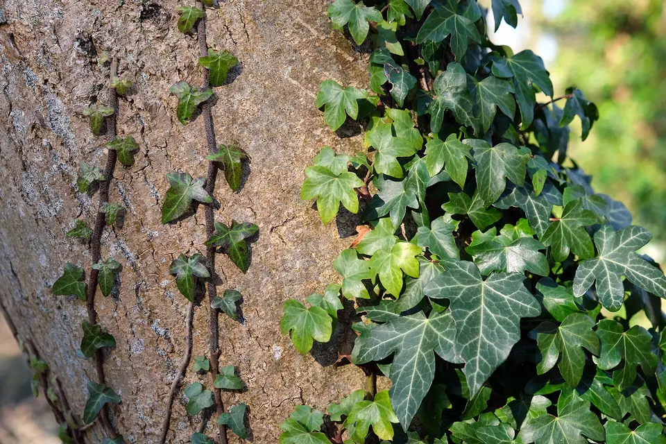 Reference photo of English Ivy (Hedera helix)