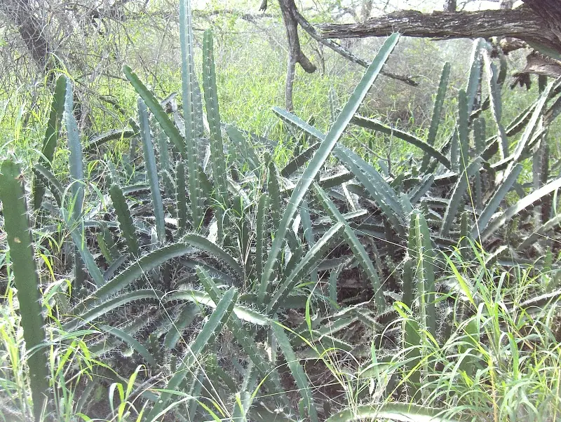 Reference photo of Fairy Castle Cactus (Acanthocereus tetragonus)