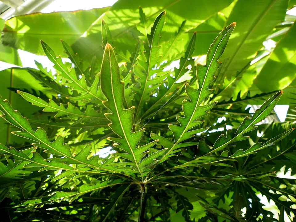 Reference photo of False Aralia (Plerandra elegantissima)