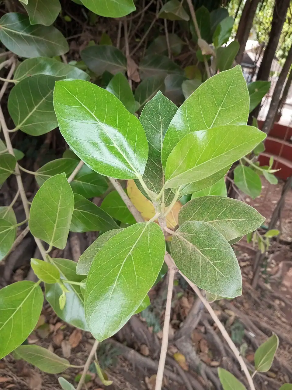 Reference photo of Ficus Audrey (Ficus benghalensis)