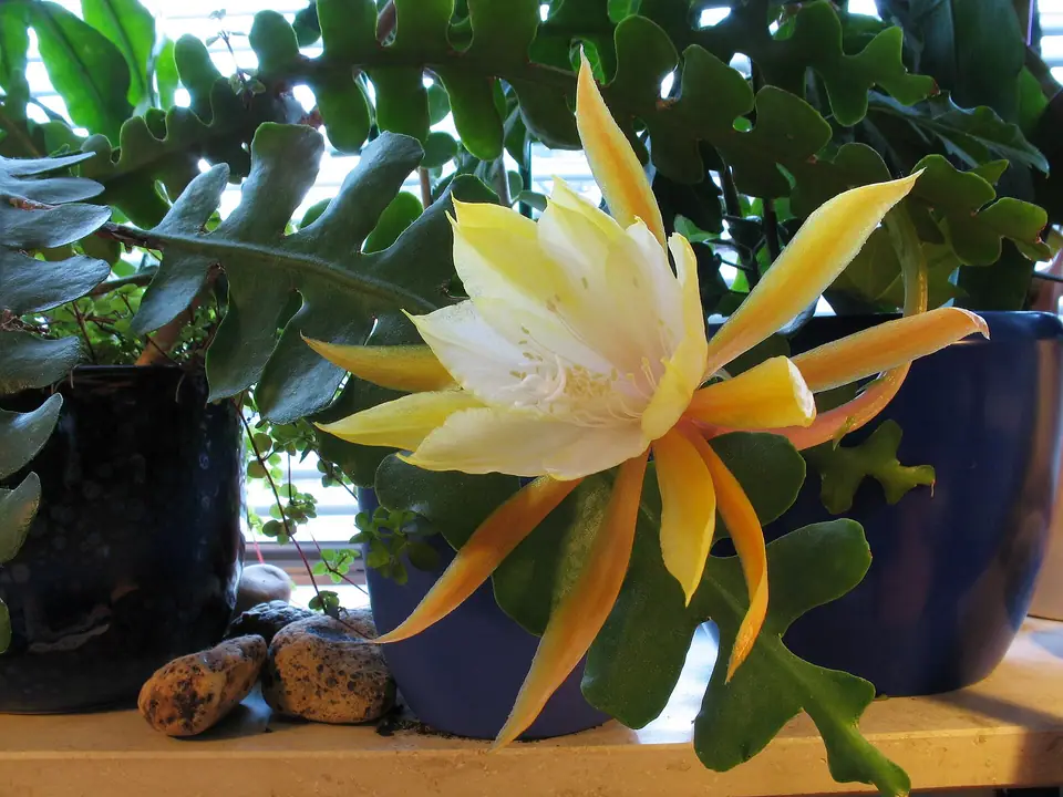 Reference photo of Fishbone Cactus (Disocactus anguliger)