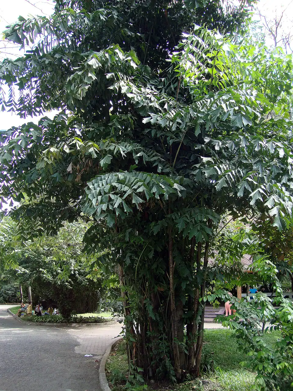 Reference photo of Fishtail Palm (Caryota mitis)