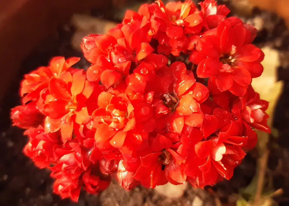 Reference photo of Flaming Katy (Kalanchoe blossfeldiana)