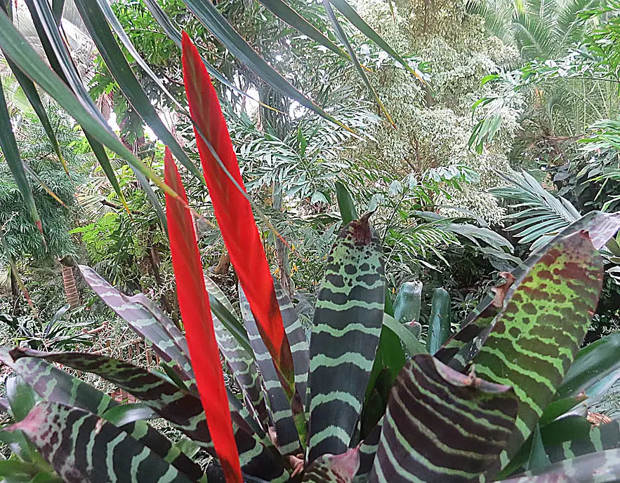 Reference photo of Flaming Sword (Vriesea splendens)