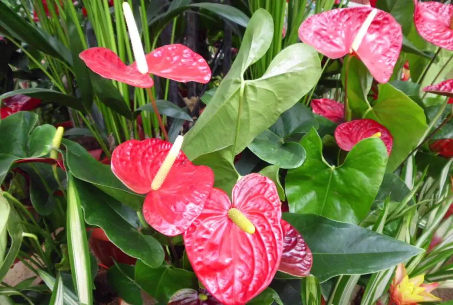 Reference photo of Flamingo Flower (Anthurium andraeanum)