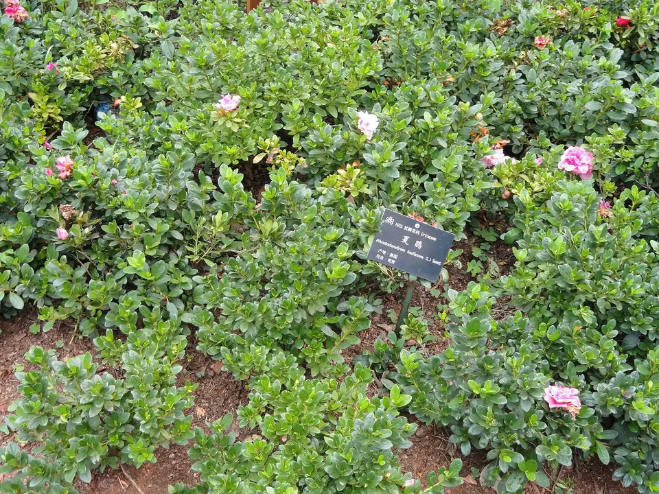 Reference photo of Florist Azalea (Rhododendron simsii)