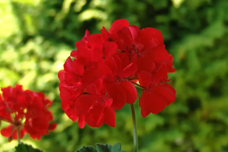 Reference photo of Geranium (Pelargonium × hortorum)