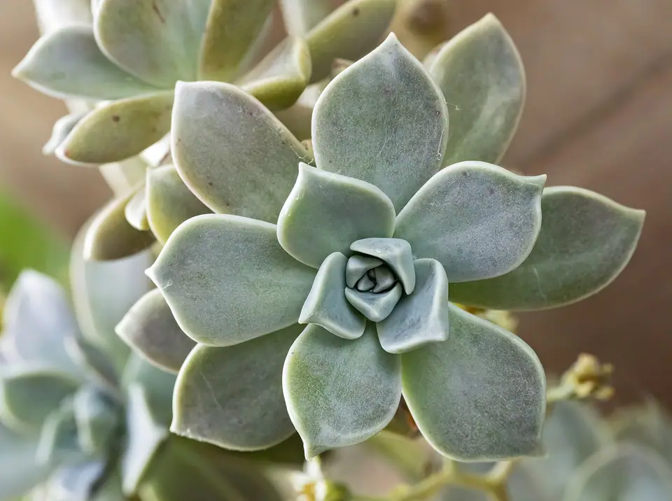 Reference photo of Ghost Plant (Graptopetalum paraguayense)