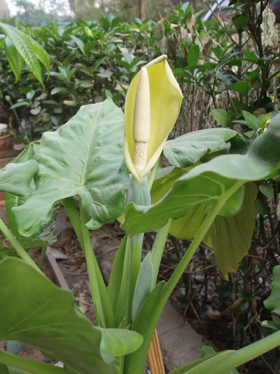 Reference photo of Giant Taro (Alocasia macrorrhizos)