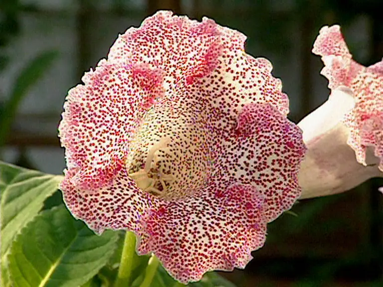 Reference photo of Gloxinia (Sinningia speciosa)