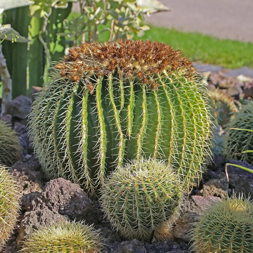 Reference photo of Golden Barrel Cactus (Echinocactus grusonii)
