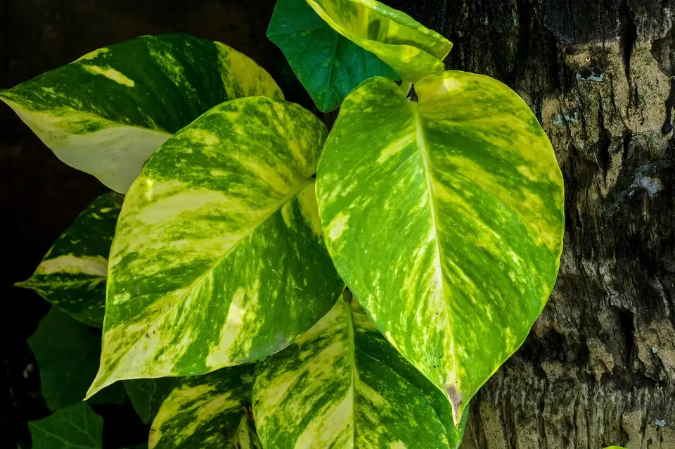 Reference photo of Golden Pothos (Epipremnum aureum)
