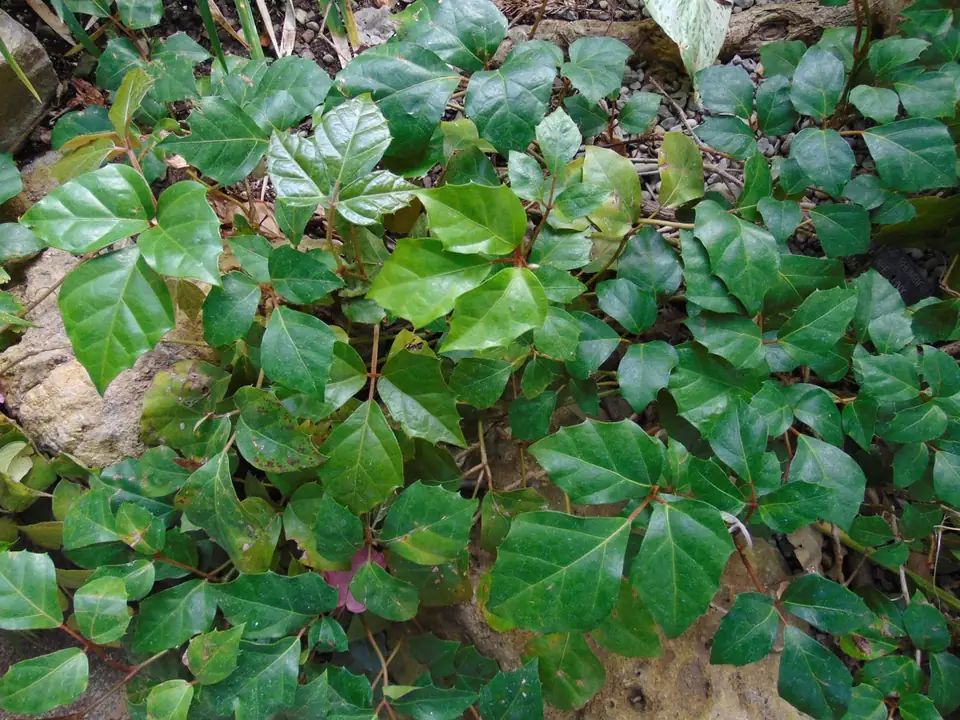 Reference photo of Grape Ivy (Cissus rhombifolia)