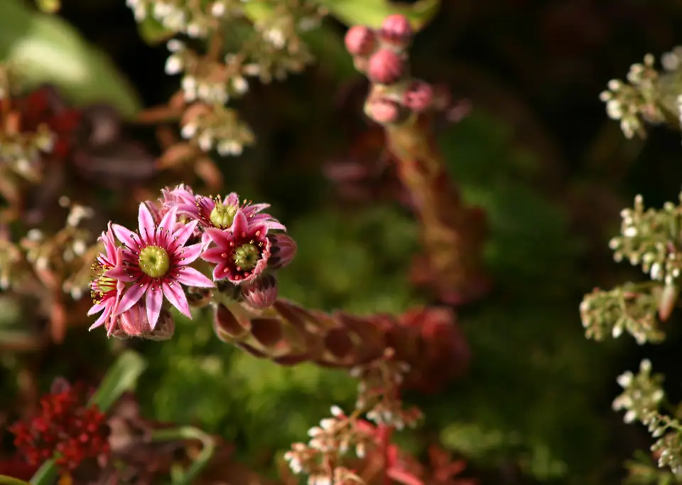 Reference photo of Hens and Chicks (Sempervivum tectorum)