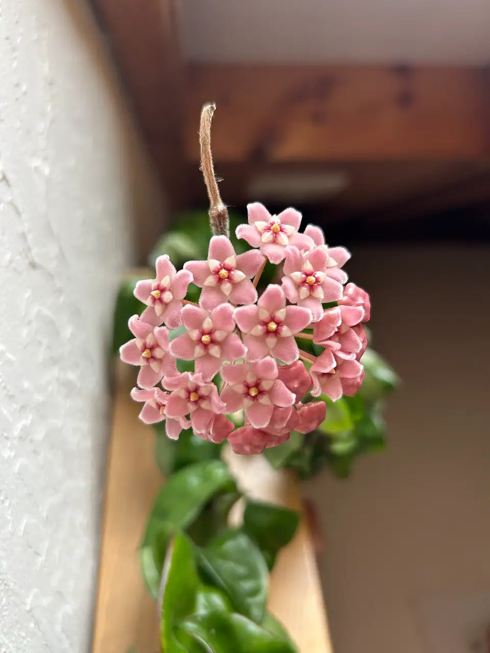 Reference photo of Hindu Rope Hoya (Hoya carnosa 'Compacta')