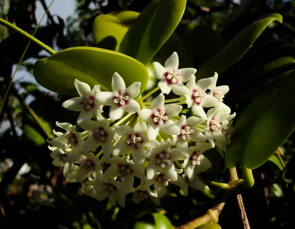 Reference photo of Hoya Australis (Hoya australis)