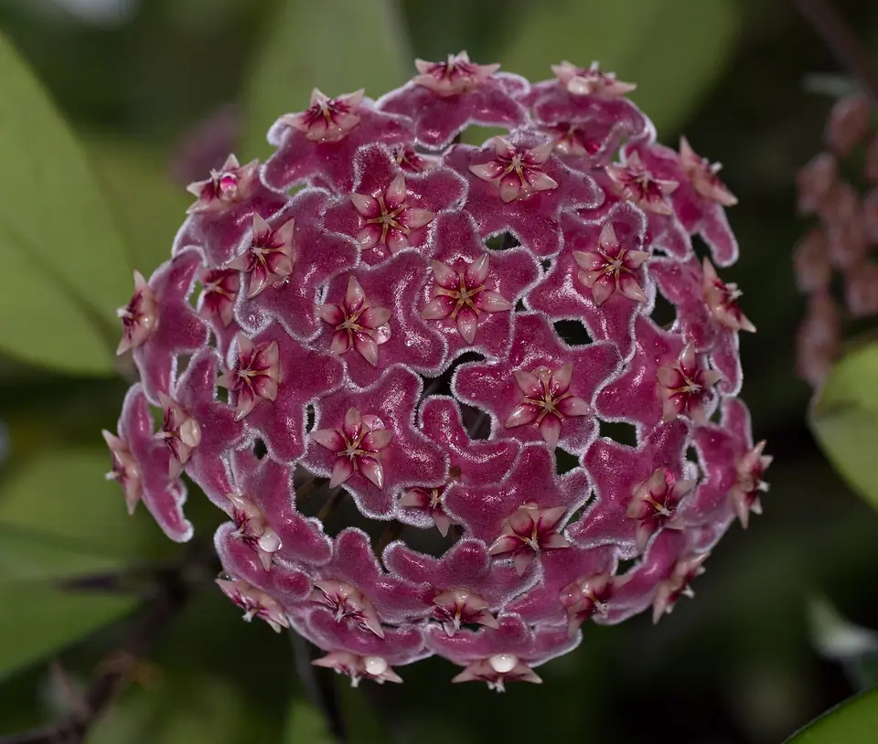 Reference photo of Hoya Pubicalyx (Hoya pubicalyx)