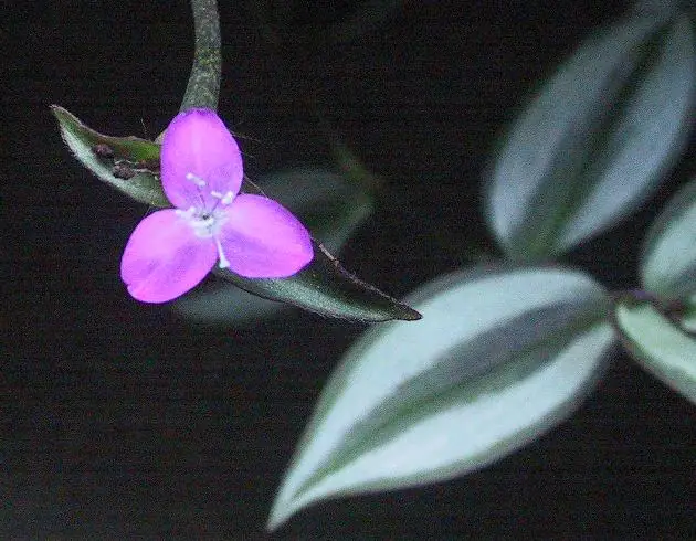Reference photo of Inch Plant (Tradescantia zebrina)