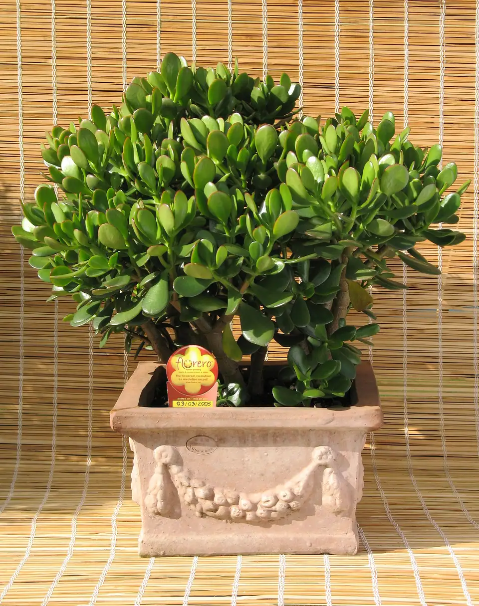 Reference photo of Jade Plant (Crassula ovata)
