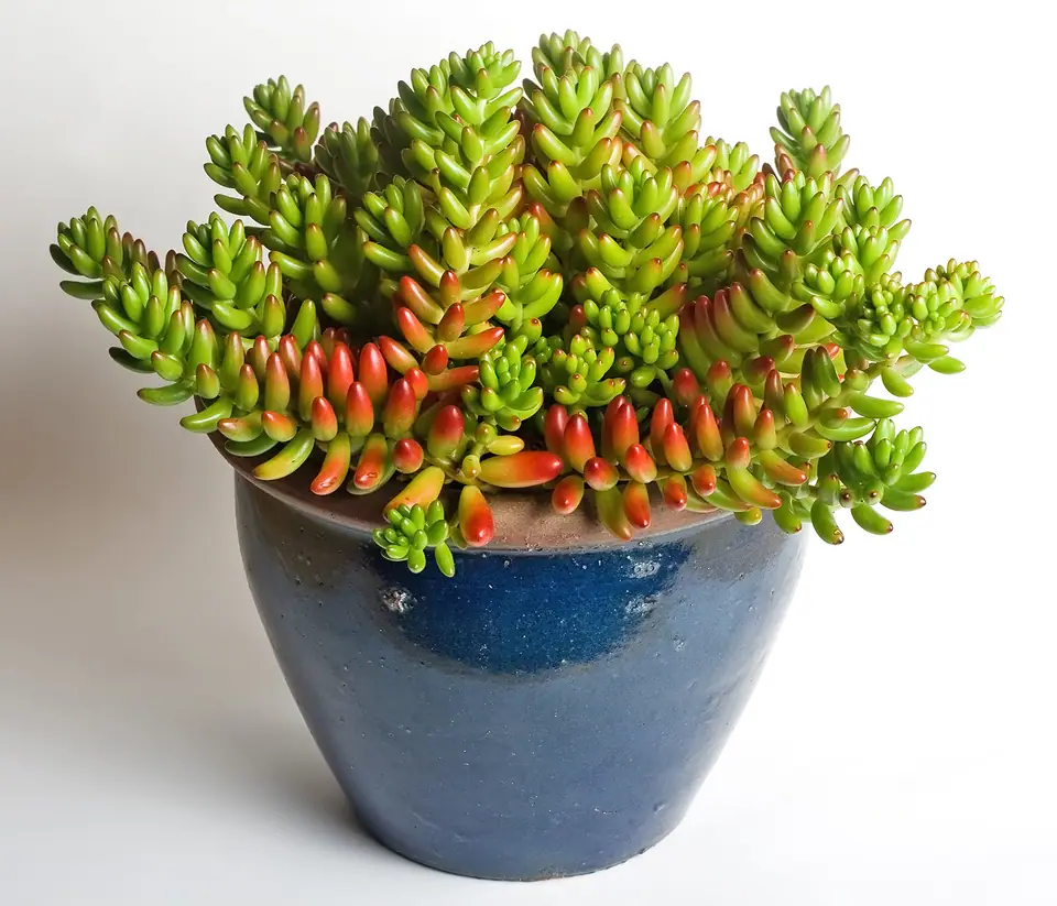 Reference photo of Jelly Bean Plant (Sedum rubrotinctum)