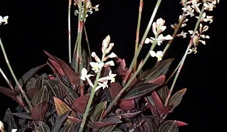 Reference photo of Jewel Orchid (Ludisia discolor)