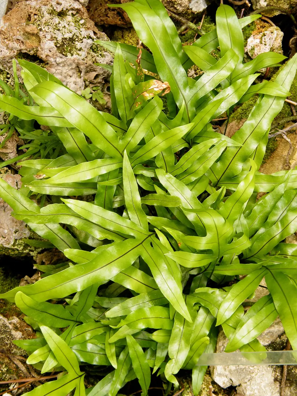 Reference photo of Kangaroo Paw Fern (Microsorum diversifolium)