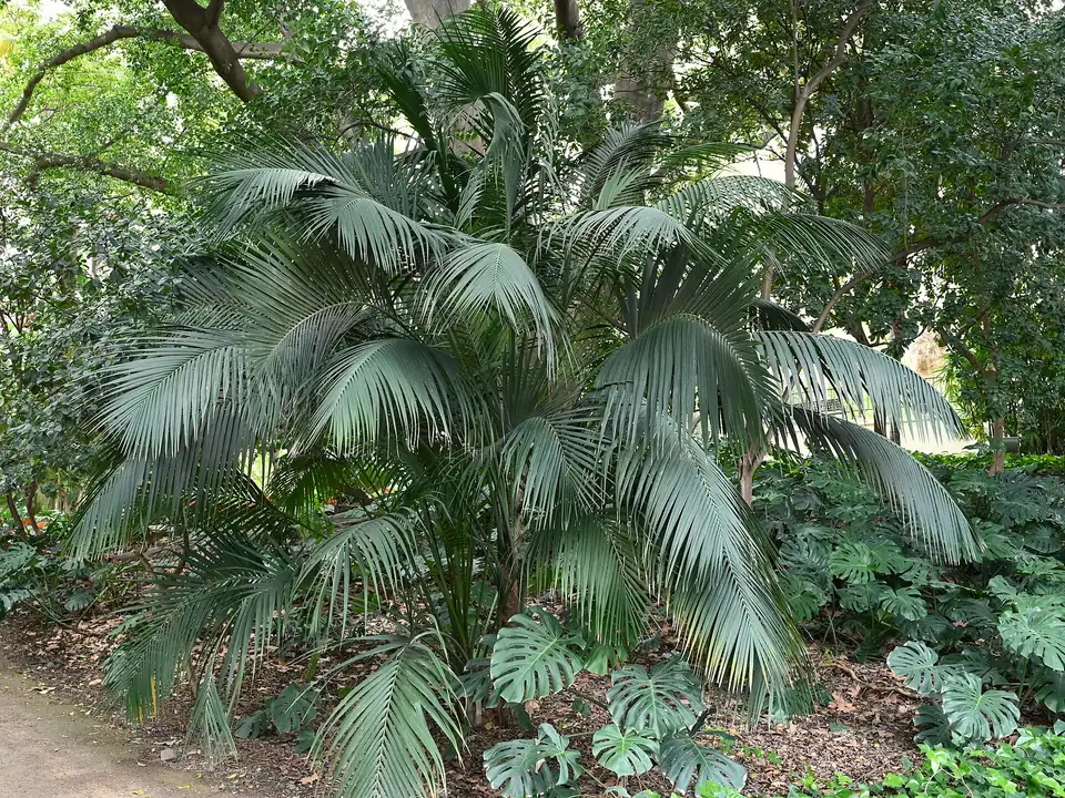 Reference photo of Kentia Palm (Howea forsteriana)
