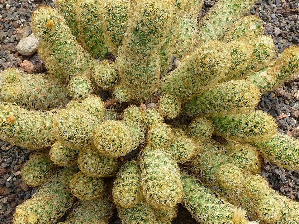 Reference photo of Ladyfinger Cactus (Mammillaria elongata)