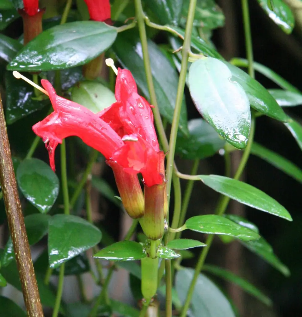 Reference photo of Lipstick Plant (Aeschynanthus radicans)