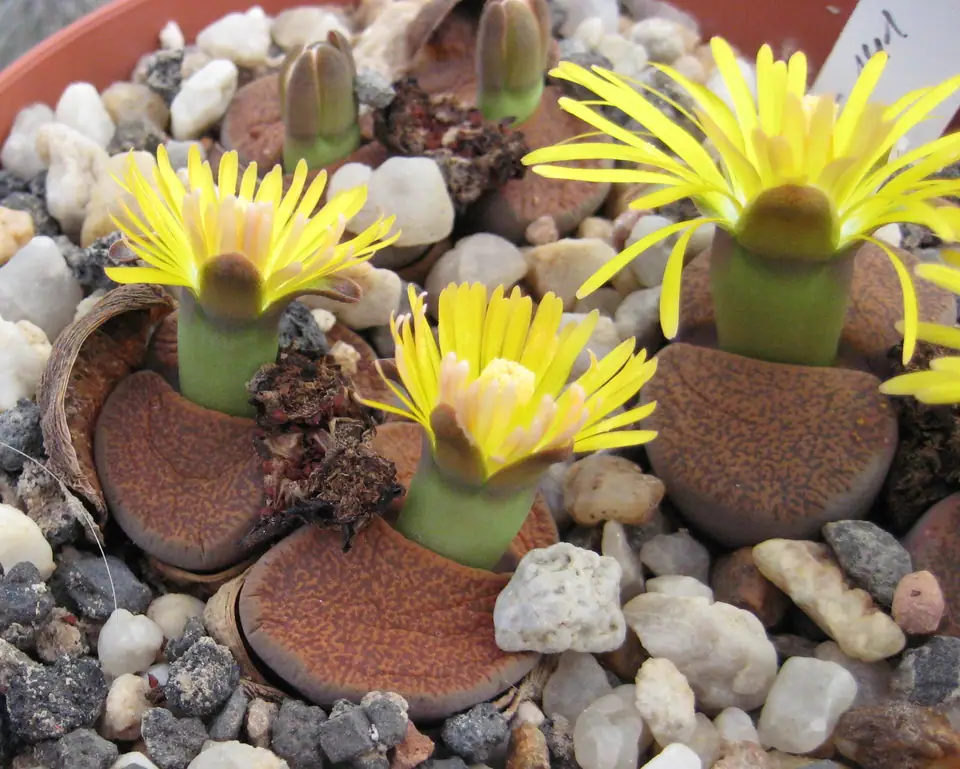 Reference photo of Living Stones (Lithops lesliei)