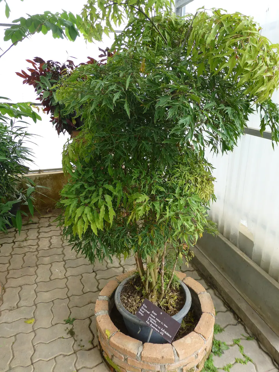 Reference photo of Ming Aralia (Polyscias fruticosa)