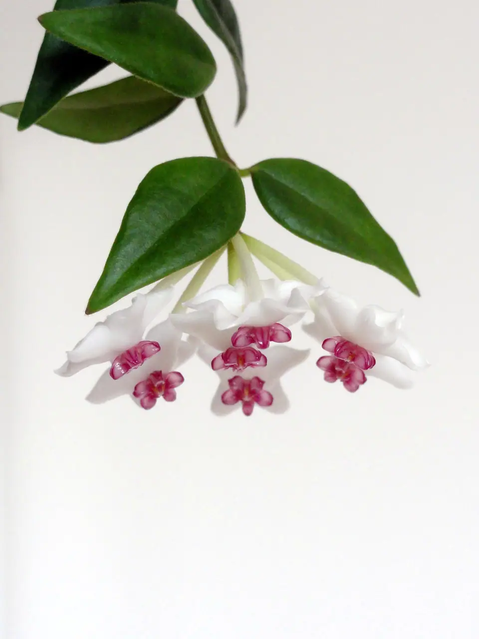 Reference photo of Miniature Wax Plant (Hoya lanceolata subsp. bella)