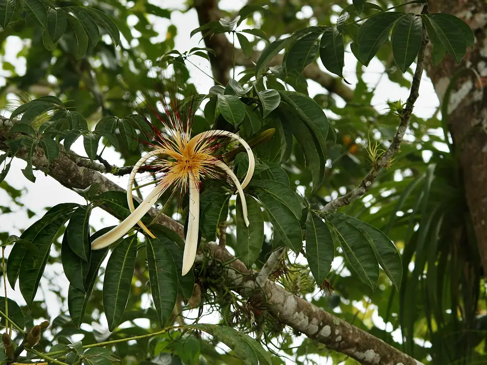 Reference photo of Money Tree (Pachira aquatica)