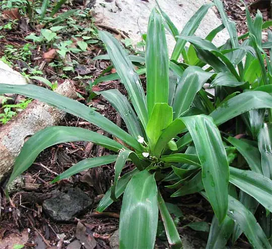 Reference photo of Moses in the Cradle (Tradescantia spathacea)
