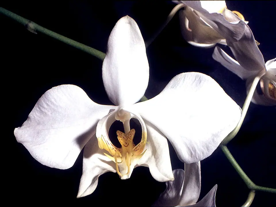 Reference photo of Moth Orchid (Phalaenopsis amabilis)