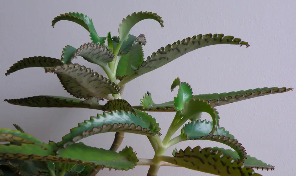 Reference photo of Mother of Thousands (Kalanchoe daigremontiana)