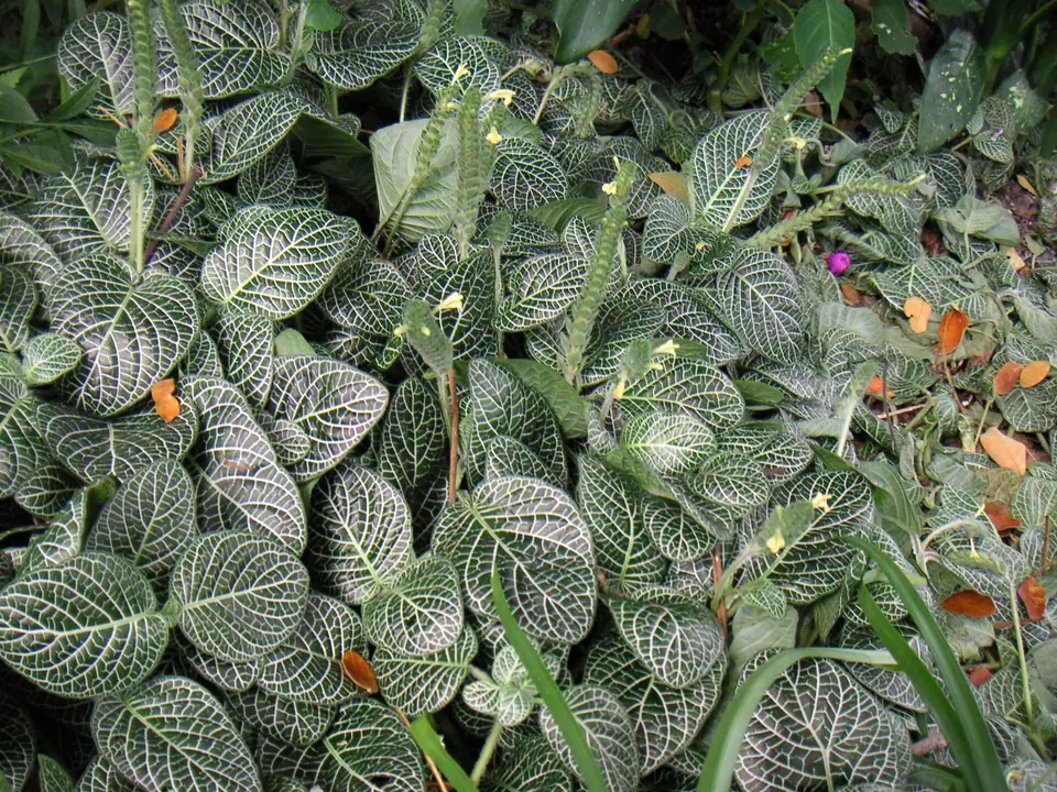 Reference photo of Nerve Plant (Fittonia albivenis)