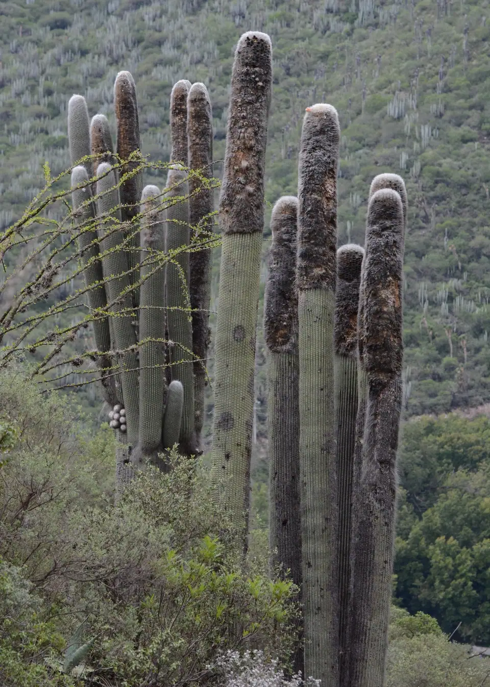 Reference photo of Old Man Cactus (Cephalocereus senilis)