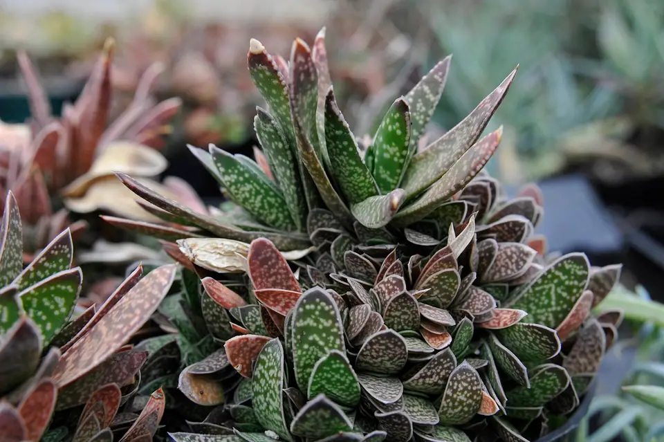 Reference photo of Ox Tongue (Gasteria obliqua)