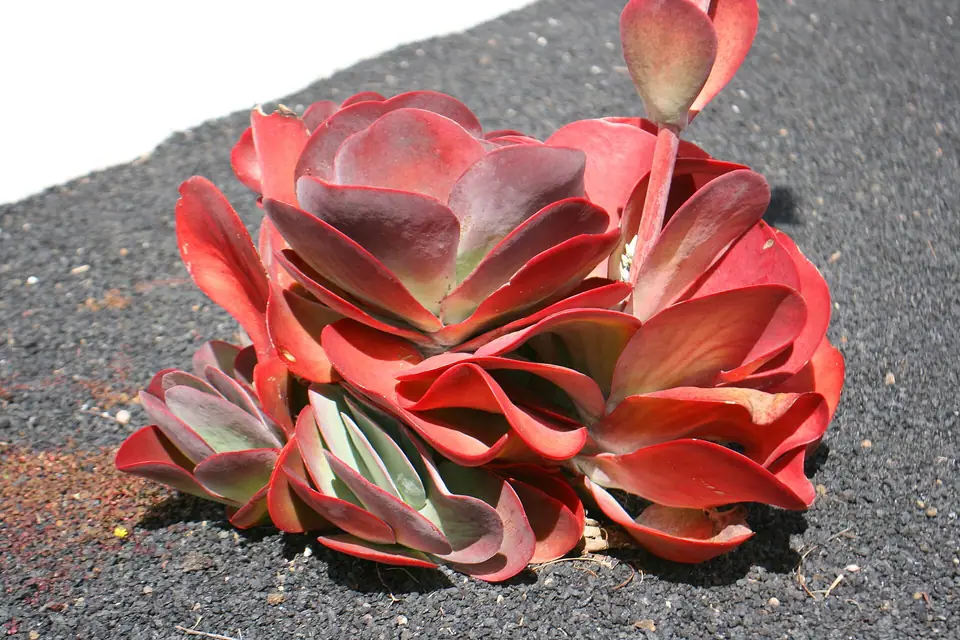 Reference photo of Paddle Plant (Kalanchoe luciae)