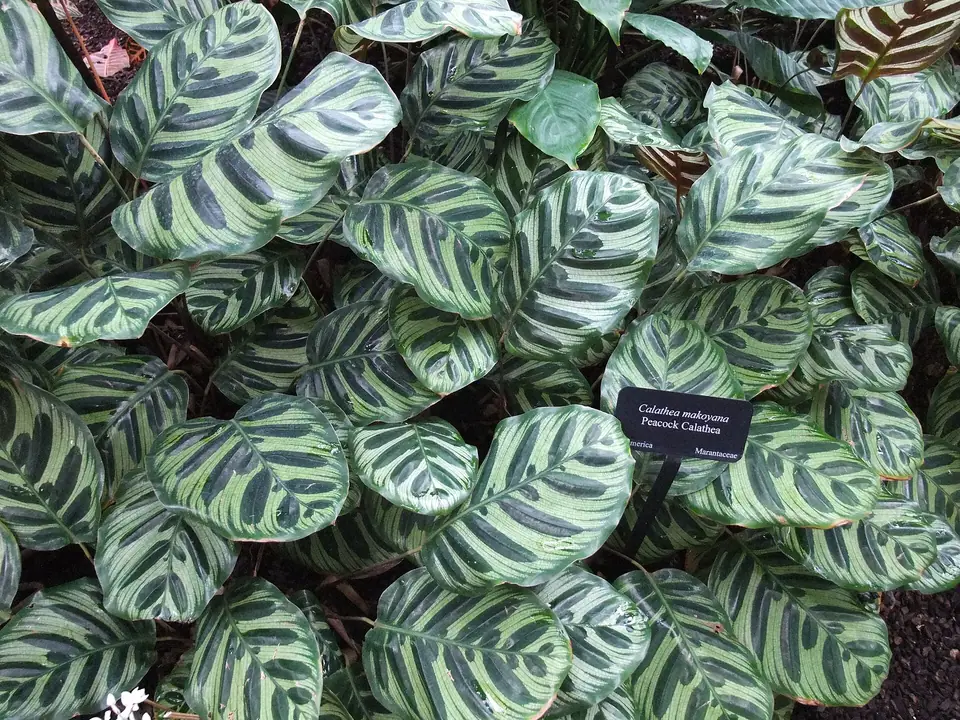 Reference photo of Peacock Plant (Goeppertia makoyana)
