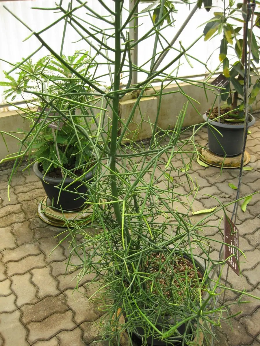Reference photo of Pencil Cactus (Euphorbia tirucalli)