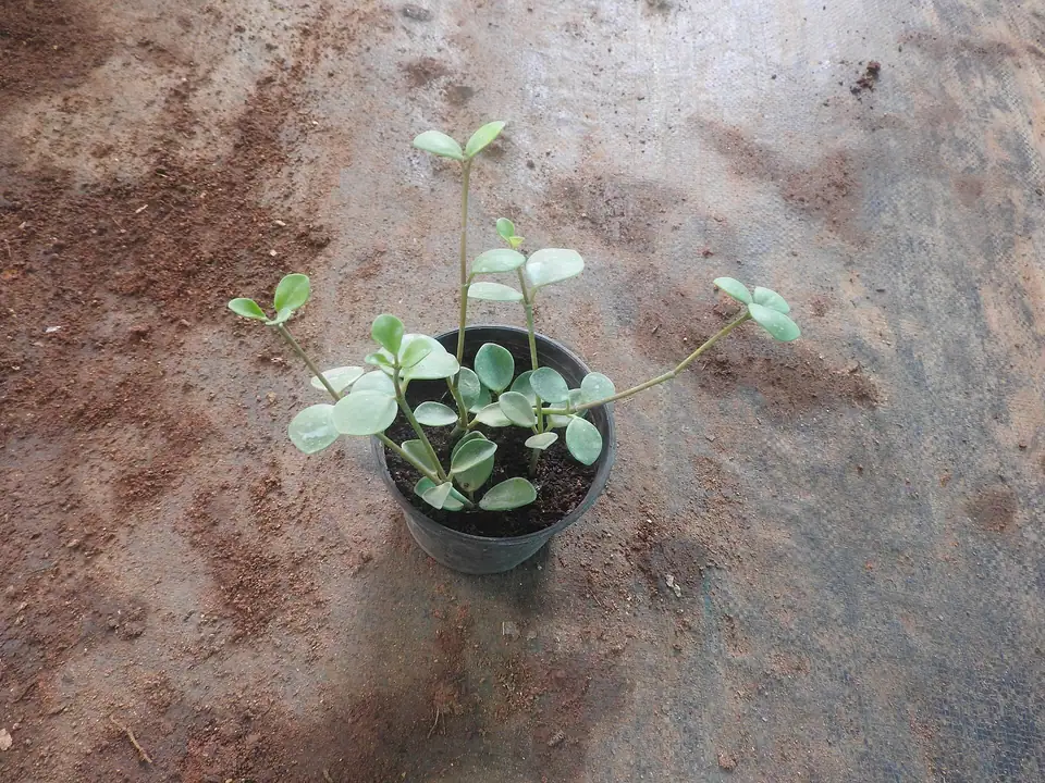 Reference photo of Peperomia Hope (Peperomia tetraphylla 'Hope')