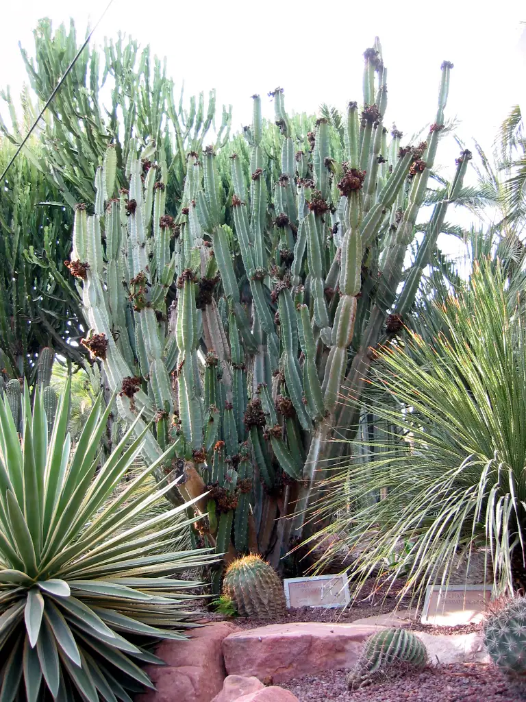 Reference photo of Peruvian Apple Cactus (Cereus repandus)