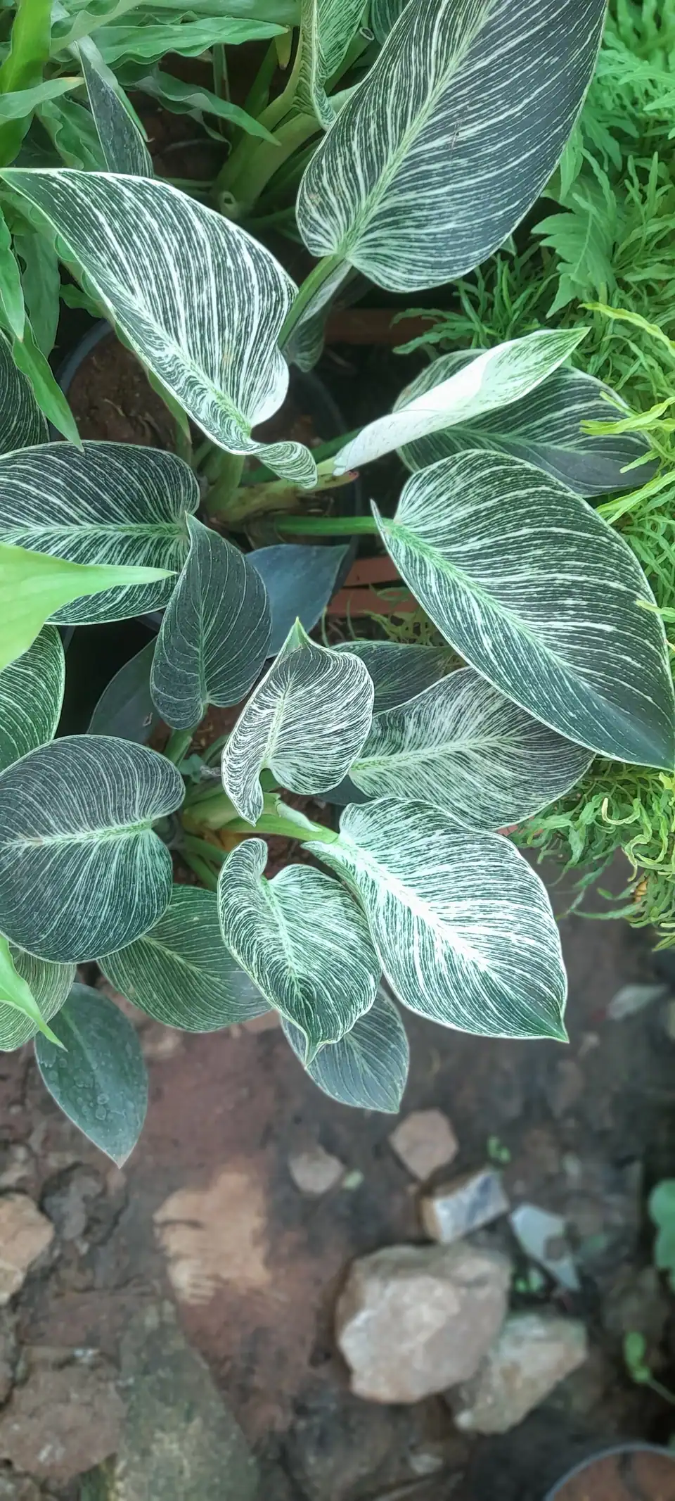 Reference photo of Philodendron Birkin (Philodendron 'Birkin')