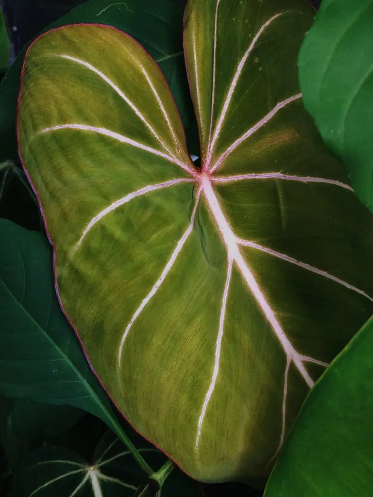 Reference photo of Philodendron Gloriosum (Philodendron gloriosum)