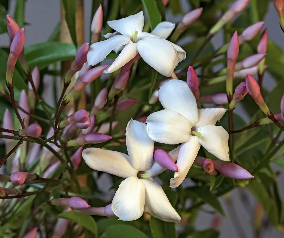 Reference photo of Pink Jasmine (Jasminum polyanthum)