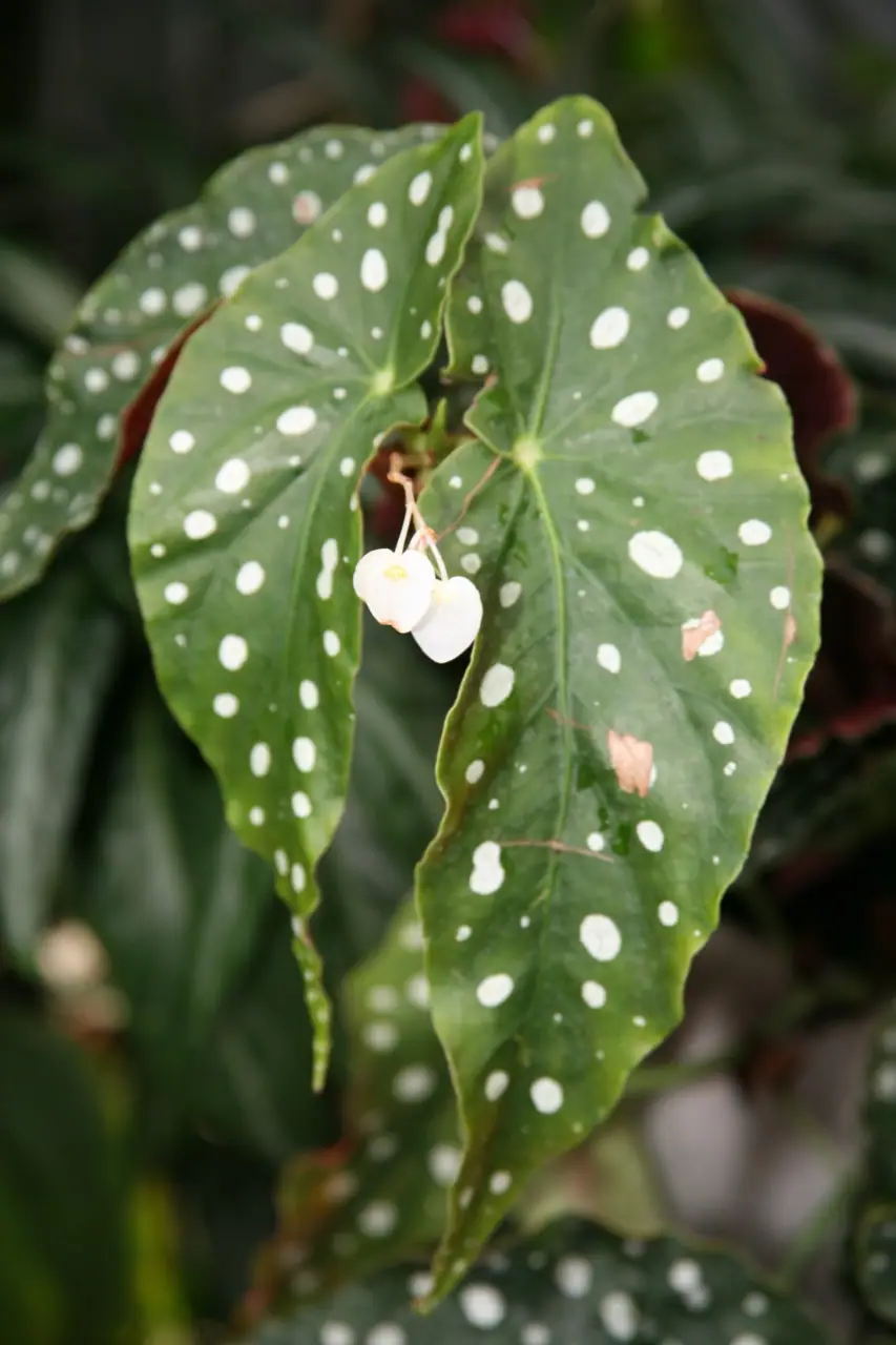 Reference photo of Polka Dot Begonia (Begonia maculata)
